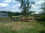 Tree Removal 8/9/11
